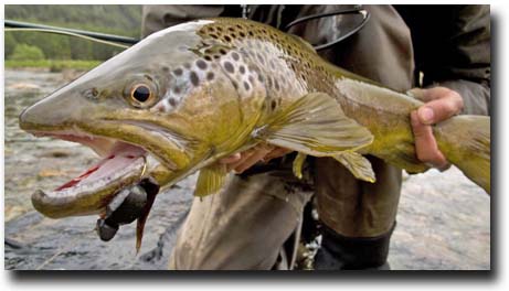 Nice Brown from Cinco Rios Chile