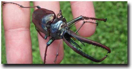The Largest of Chile's 7 beetle species