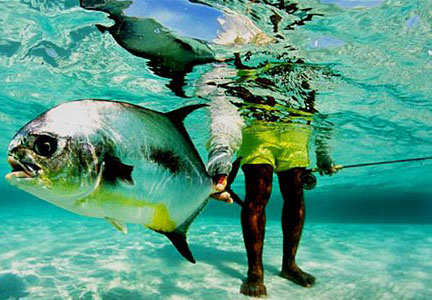 Permit Underwater Permit Belize Style - Photo Credit: Turneffe Flats