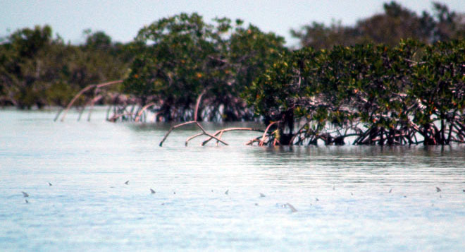 Bonefish-tailing-on-the-Flats