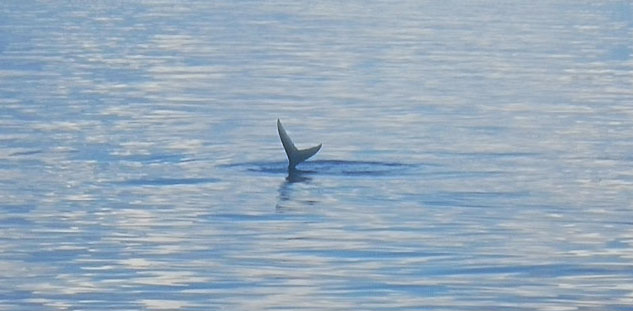 That's a big tail!