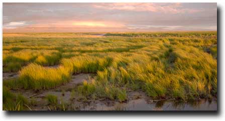 Grassy Arolik Banks equals mouse patterns