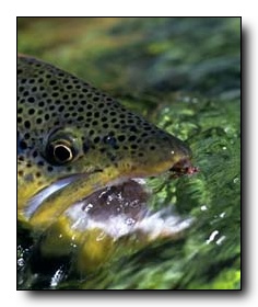 Nice Nymph Caught Brown Trout at Five Rivers Lodge