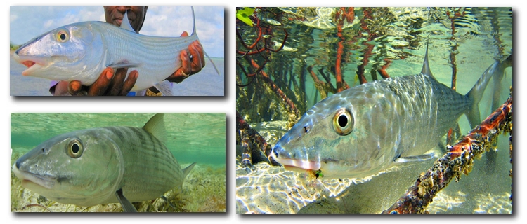 Bonefishing Essential Destinations: The Lodges of South Andros, Bahamas