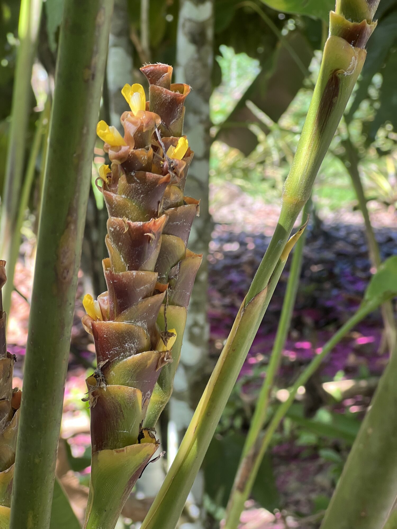 Heliconia on the Osa Peninsula, near Crocodile Bay