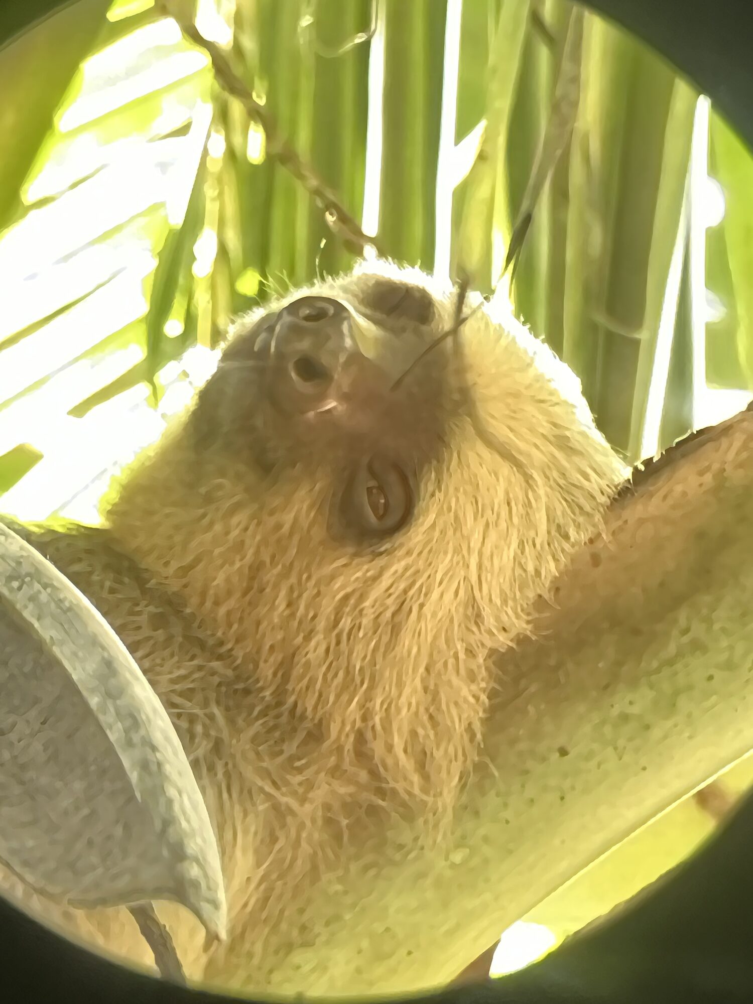 Brown-throated sloth on the Osa Peninsula, near Crocodile Bay