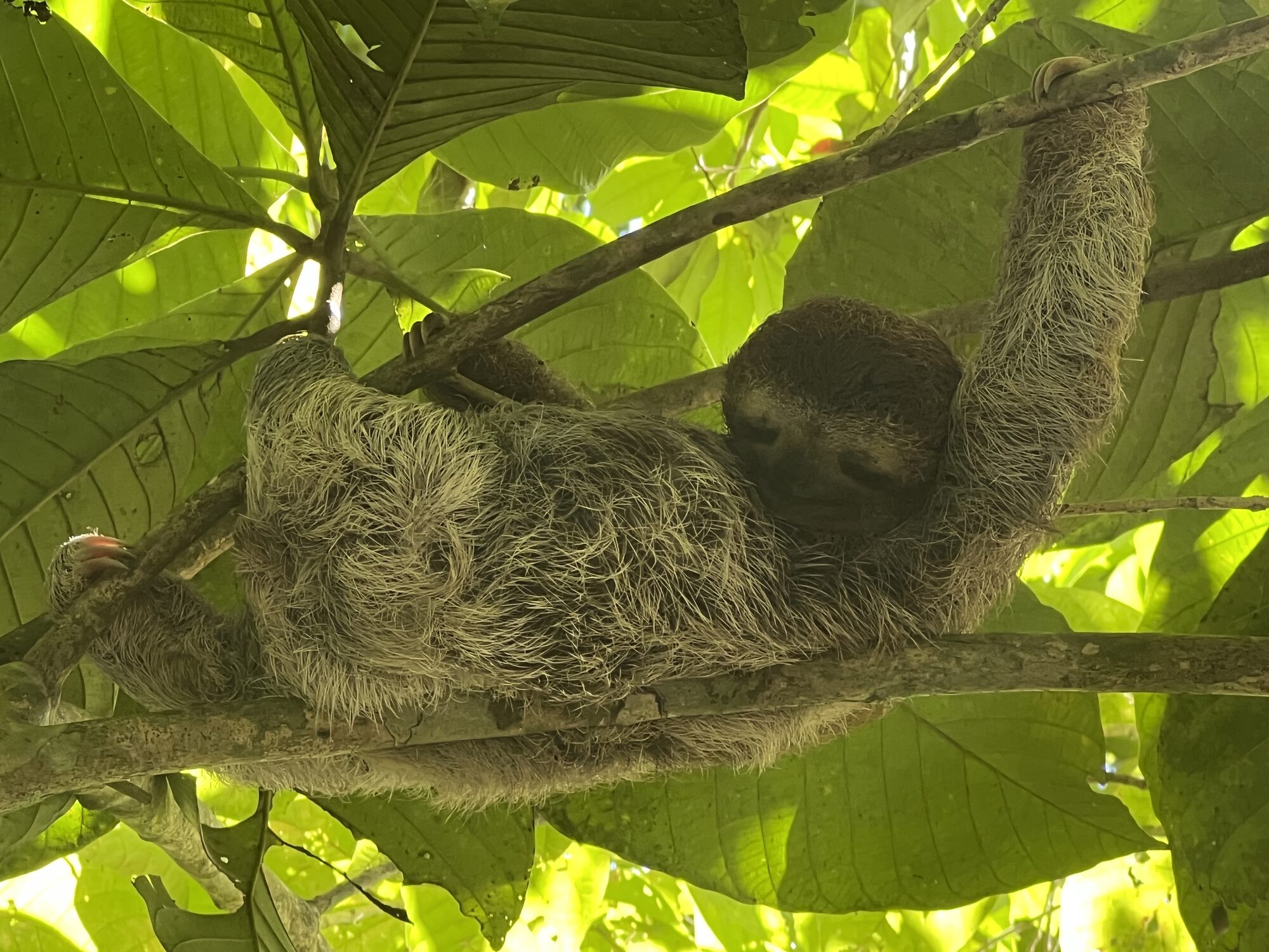 Sloth resting in the canopy on the Osa Peninsula