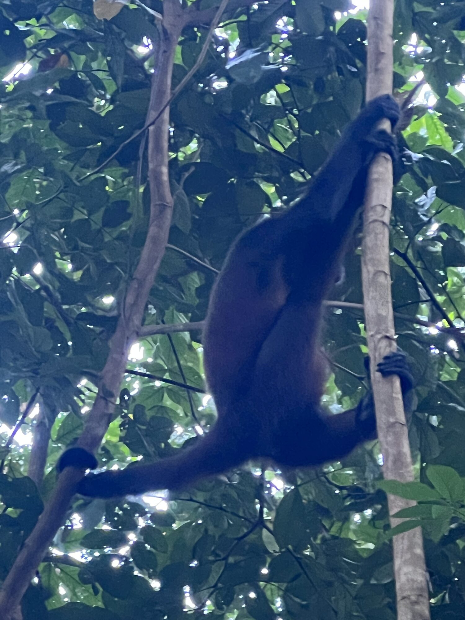 Spider monkey in the forest on the Osa Peninsula, near Crocodile Bay