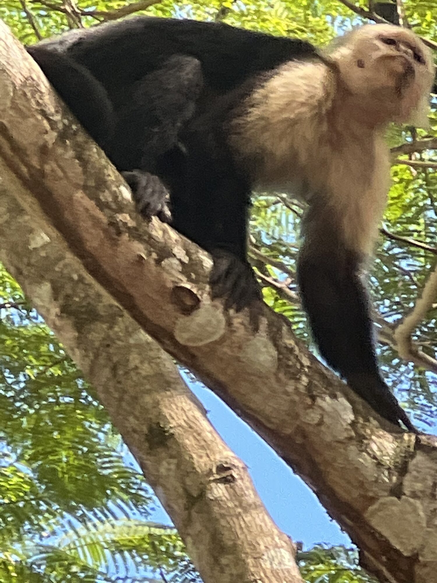 White-faced capuchin in the trees on the Osa Peninsula, near Crocodile Bay