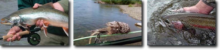 Artic Char, Mouse Fly, and a Leopard Rainbow Trout from a Dave Duncan and Sons Fishing Trip