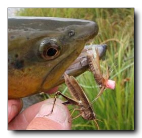 Trout LOVE Hoppers at Five Rivers Lodge!