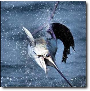 Nice Pacific Sailfish