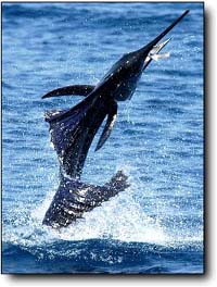 Guatamala sailfishing at its best