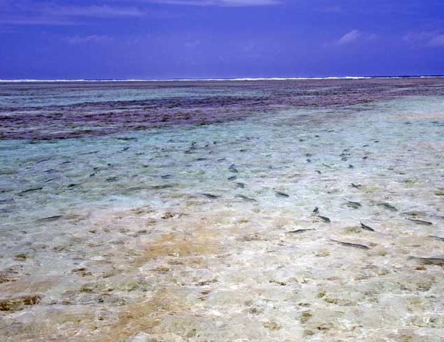 Flat filled with bonefish
