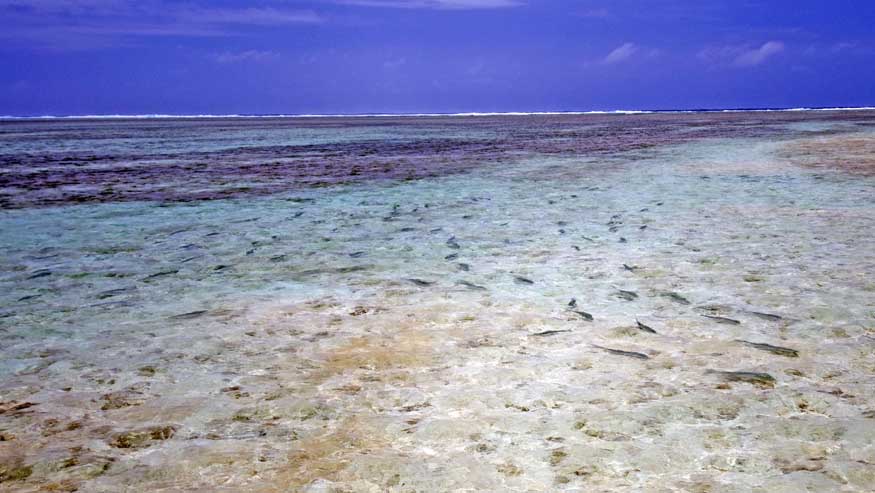 Flat filled with bonefish