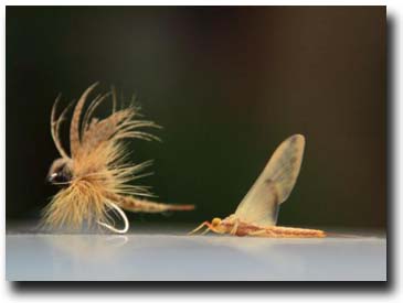 Natural and Immitation Dry Flies