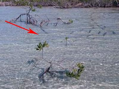 photo: blowhole (spotting bonefish article)