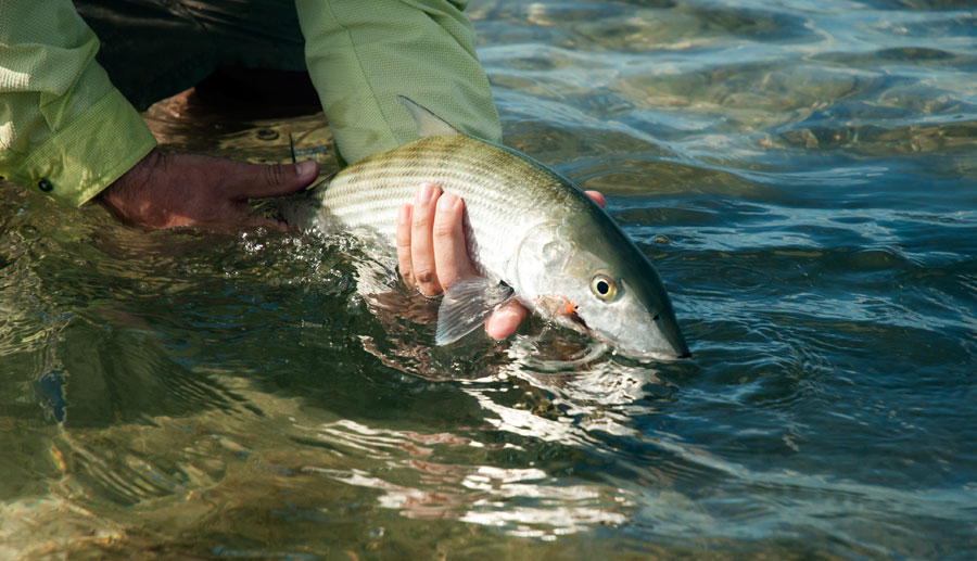 Best Bonefishing in 10 Years and 30% Off at Delphi