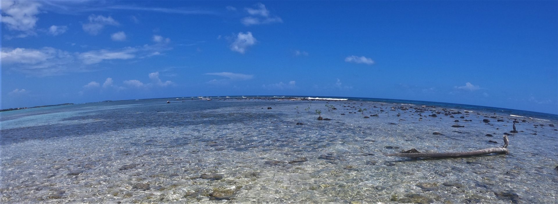 Bonefishing the flats at Turneffe Flats, Belize
