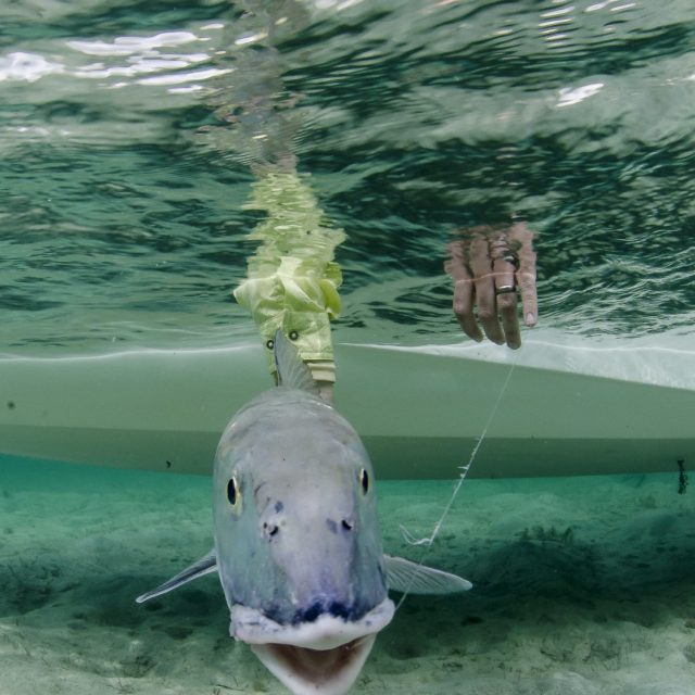 Bonefish ON - Angler holding the line on a bonefish at Mars Bay, South Andros, Bahamas