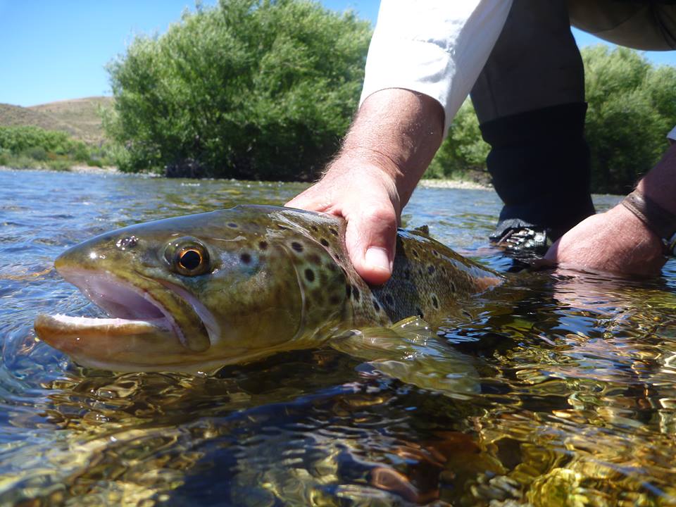 Angler with a trophy brown trout on the Chimehuín River, Northern Patagonia, Argentina