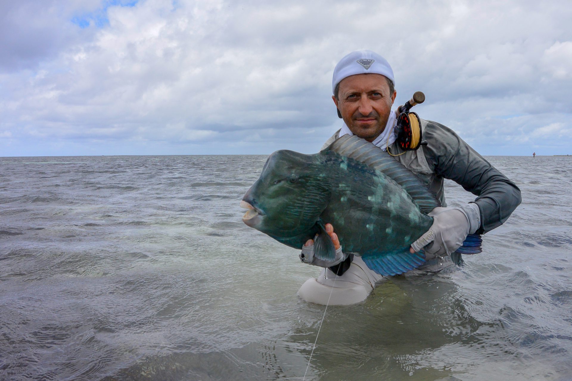 Humphead parrotfish on the flats at Farquhar Atoll, Seychelles