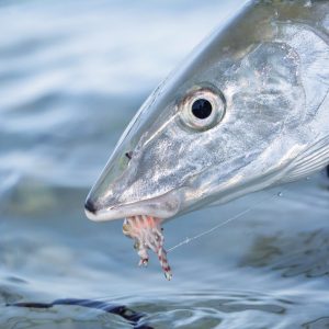 Bonefish on the Cosmoledo flats, Seychelles