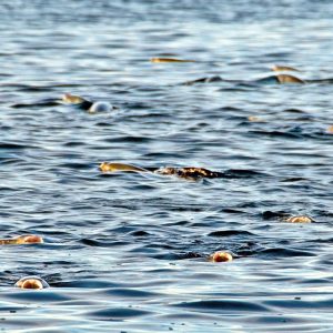 Milkfish on the Cosmoledo flats, Seychelles