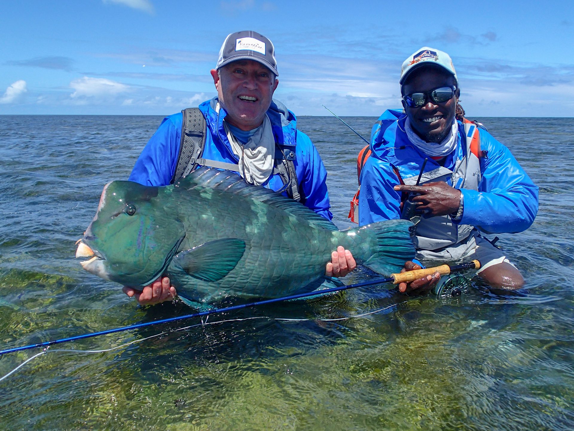Bumphead parrotfish at Farquhar Atoll, Seychelles