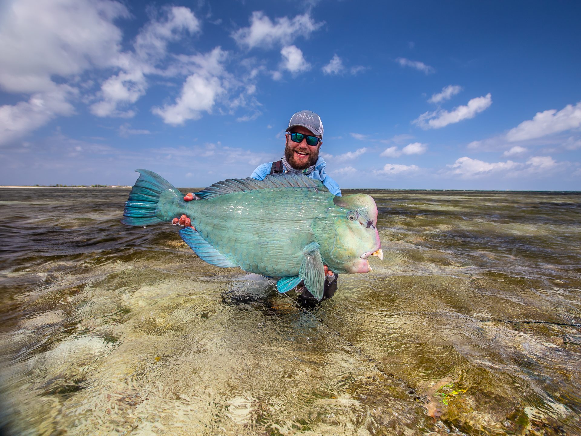 Bumphead parrotfish at Farquhar Atoll, Seychelles