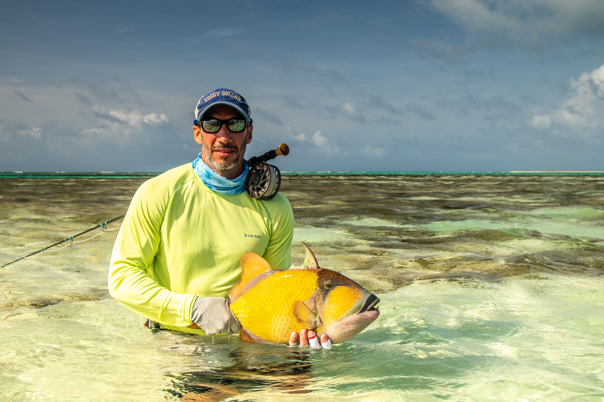 Triggerfish at Farquhar Atoll, Seychelles