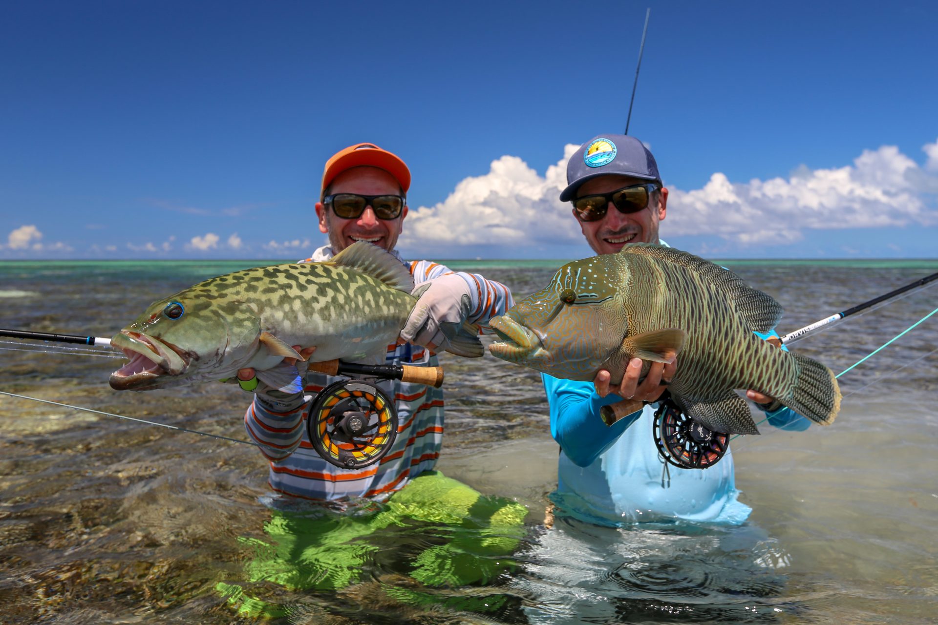 Grouper and humphead wrasse at Farquhar Atoll, Seychelles