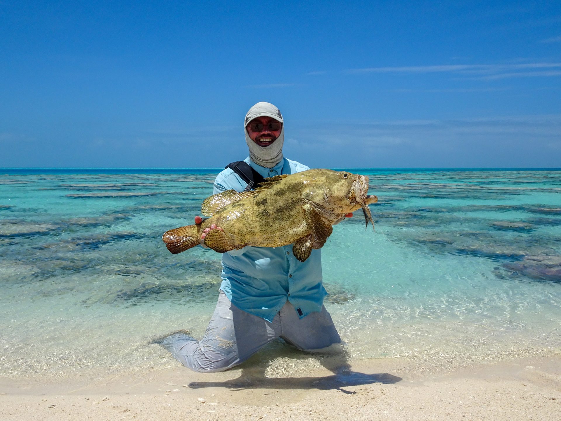 Saddle grouper at Farquhar Atoll, Seychelles