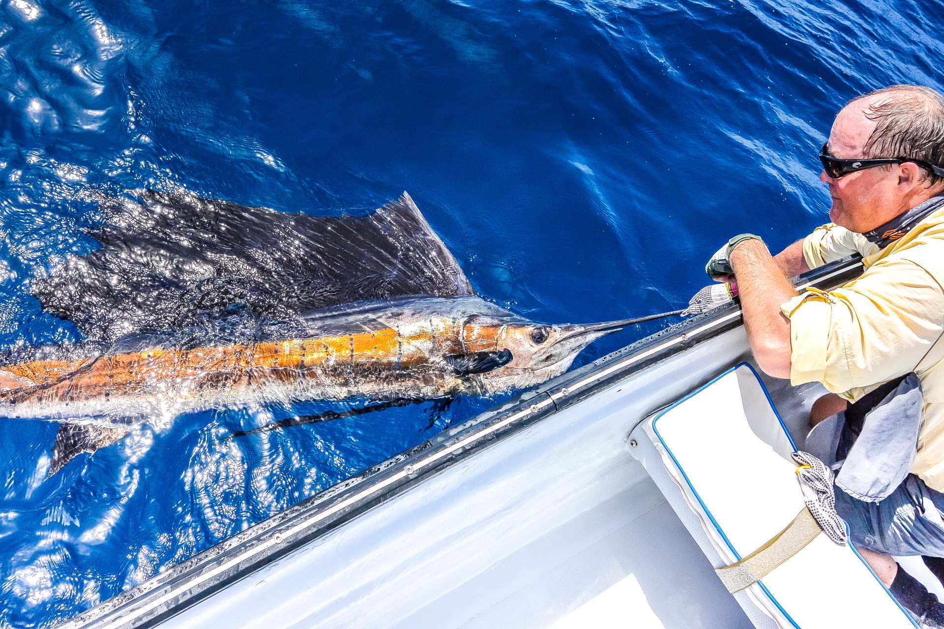 Sailfish off Farquhar Atoll, Seychelles