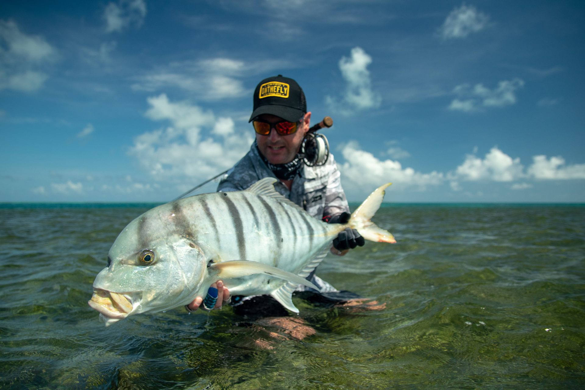 Trevally at Farquhar Atoll, Seychelles