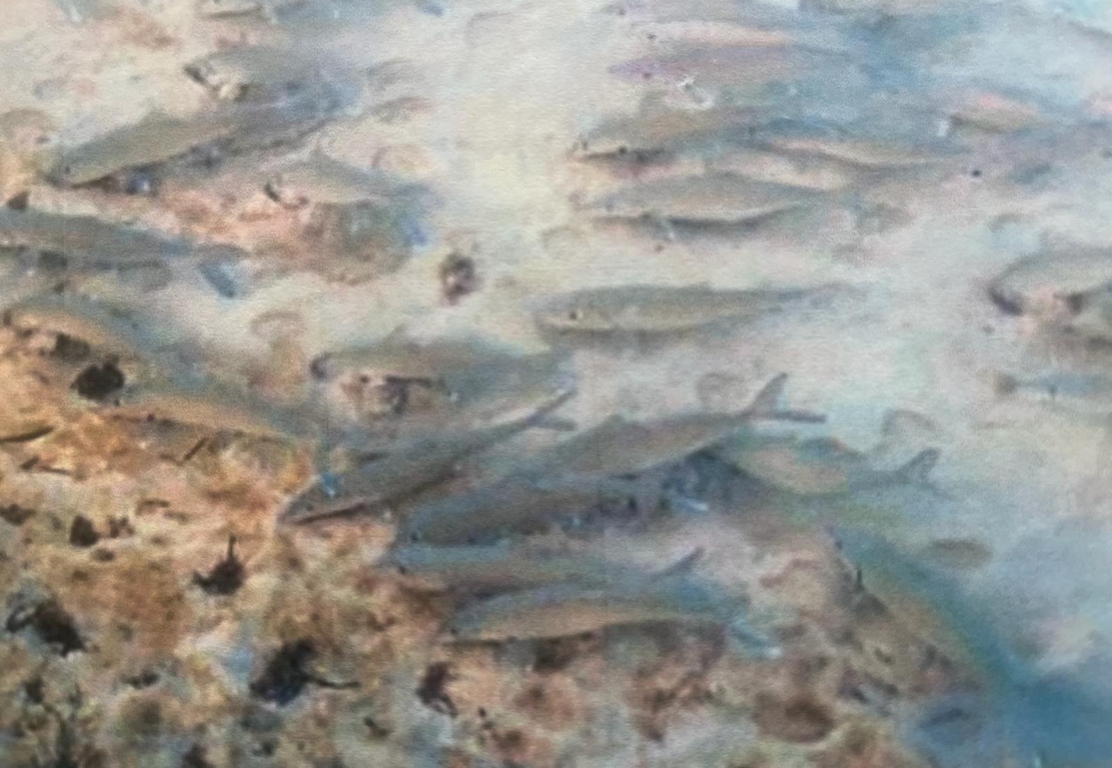 Bonefish on the flats