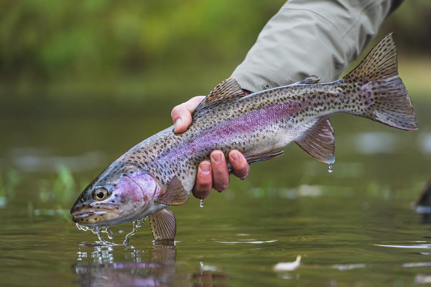 Rainbow trout held at the water's surface at El Saltamontes Lodge