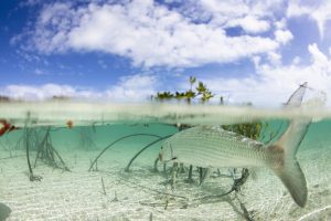 Bair's Lodge, South Andros, Bahamas