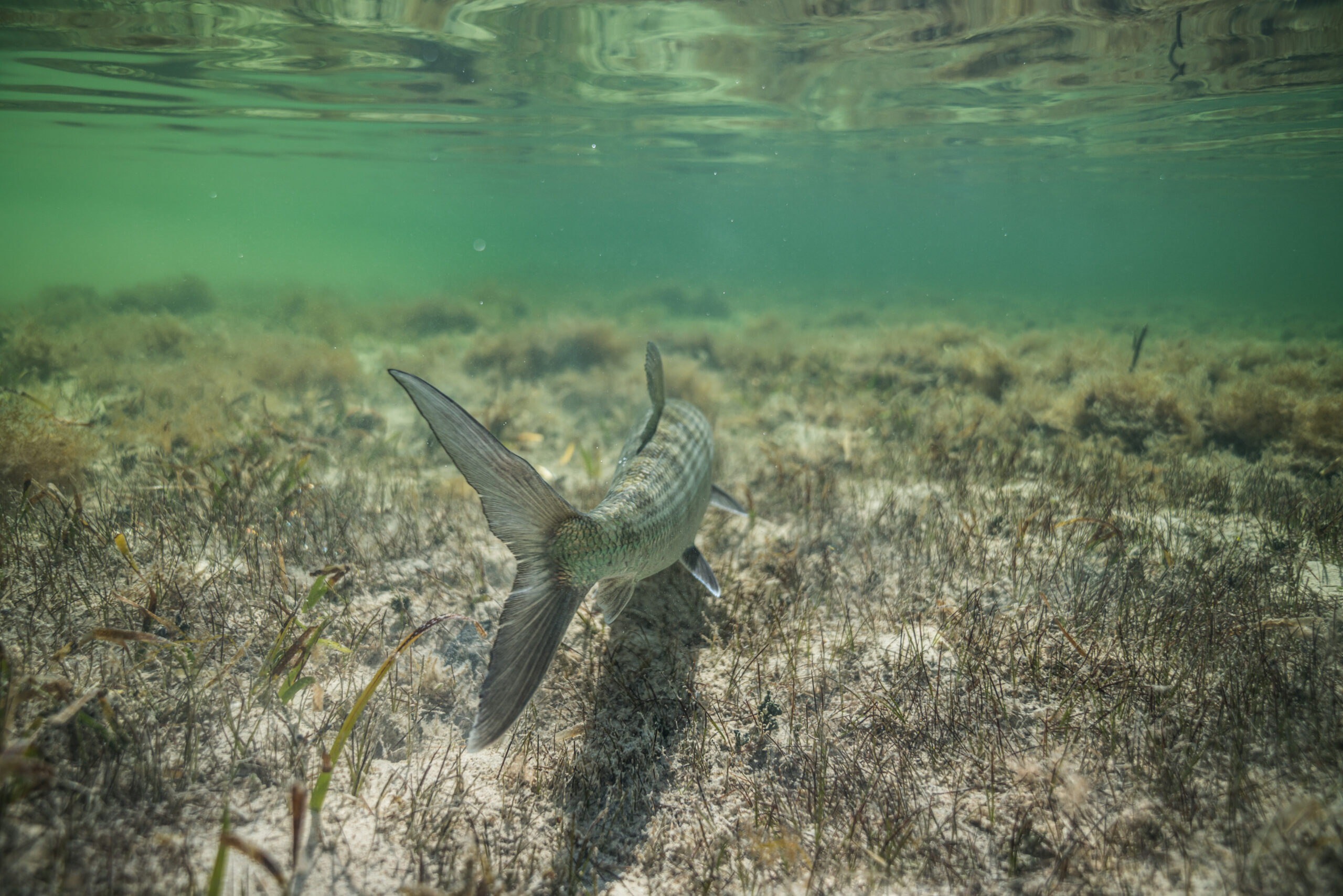 Large bonefish tailing aggressively on Bahamas flat, showing voracious feeding behavior after hurricane