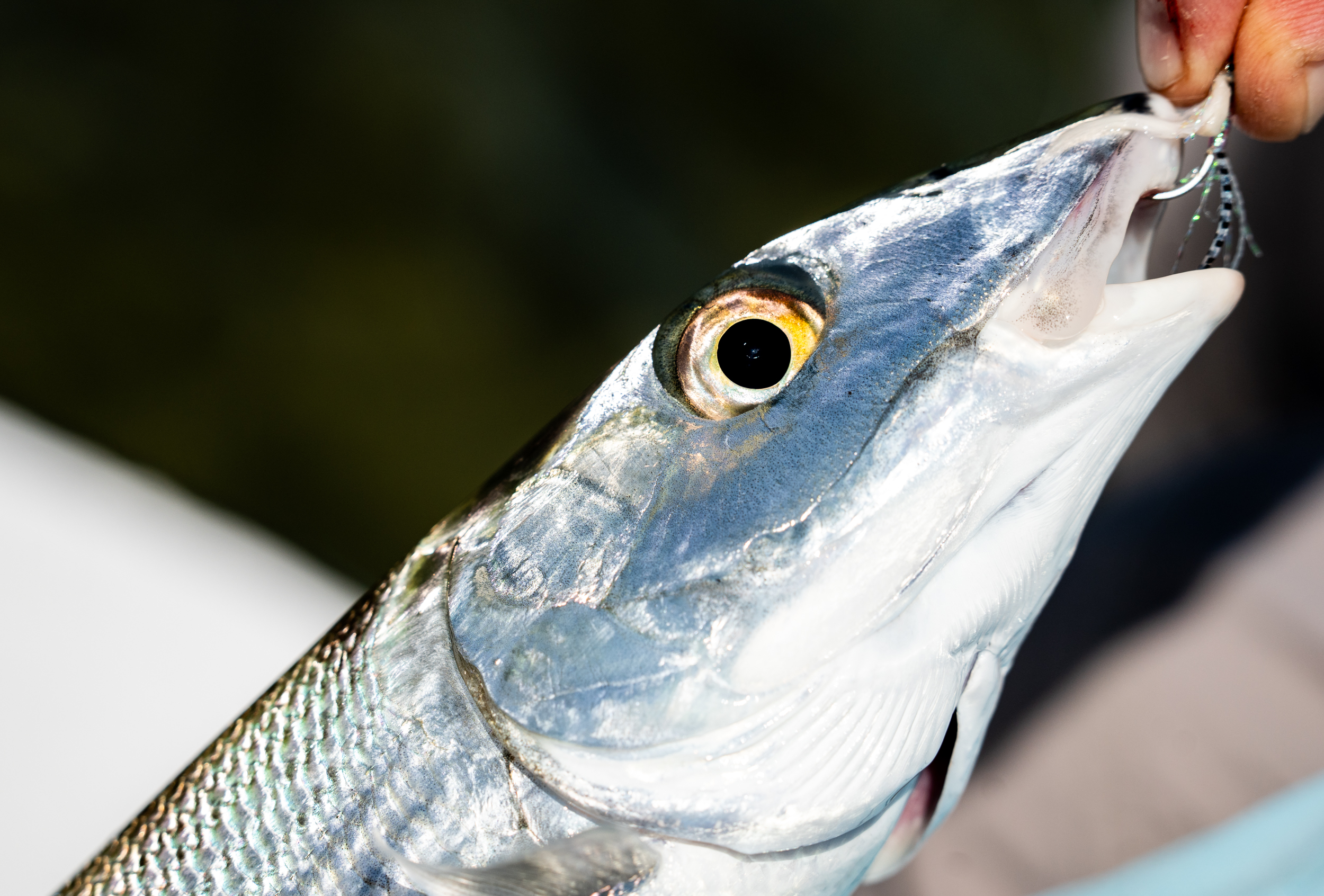 Light Yucatan bonefish with spawning shrimp fly, Playa Blanca Lodge Espiritu Santo Bay | Matt DeLorme