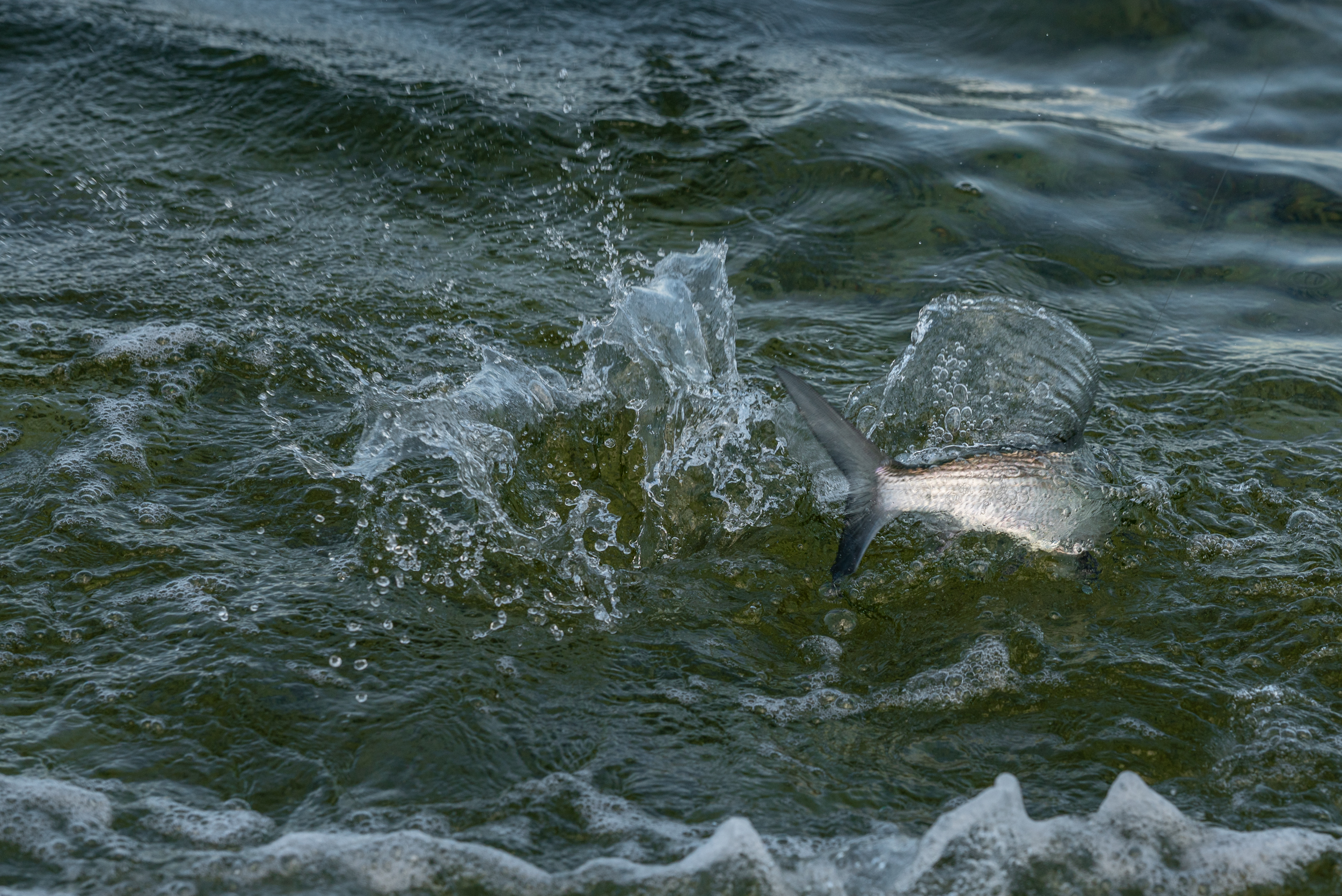 Bonefish thrashing on the flats at Playa Blanca Lodge, Espiritu Santo Bay Mexico | Matt DeLorme