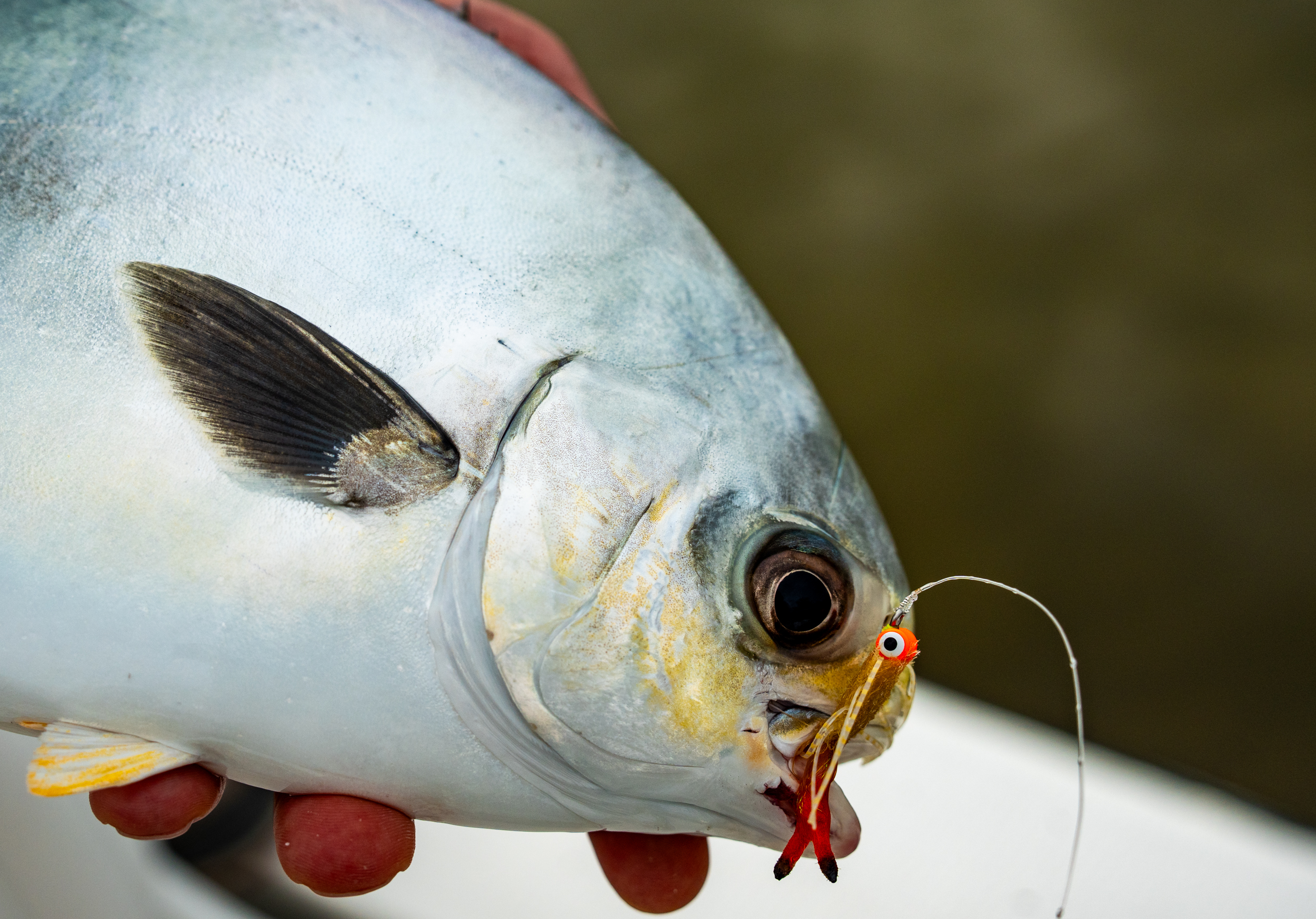 Permit with crab fly at Playa Blanca Lodge, Espiritu Santo Bay Yucatan Mexico | Matt DeLorme
