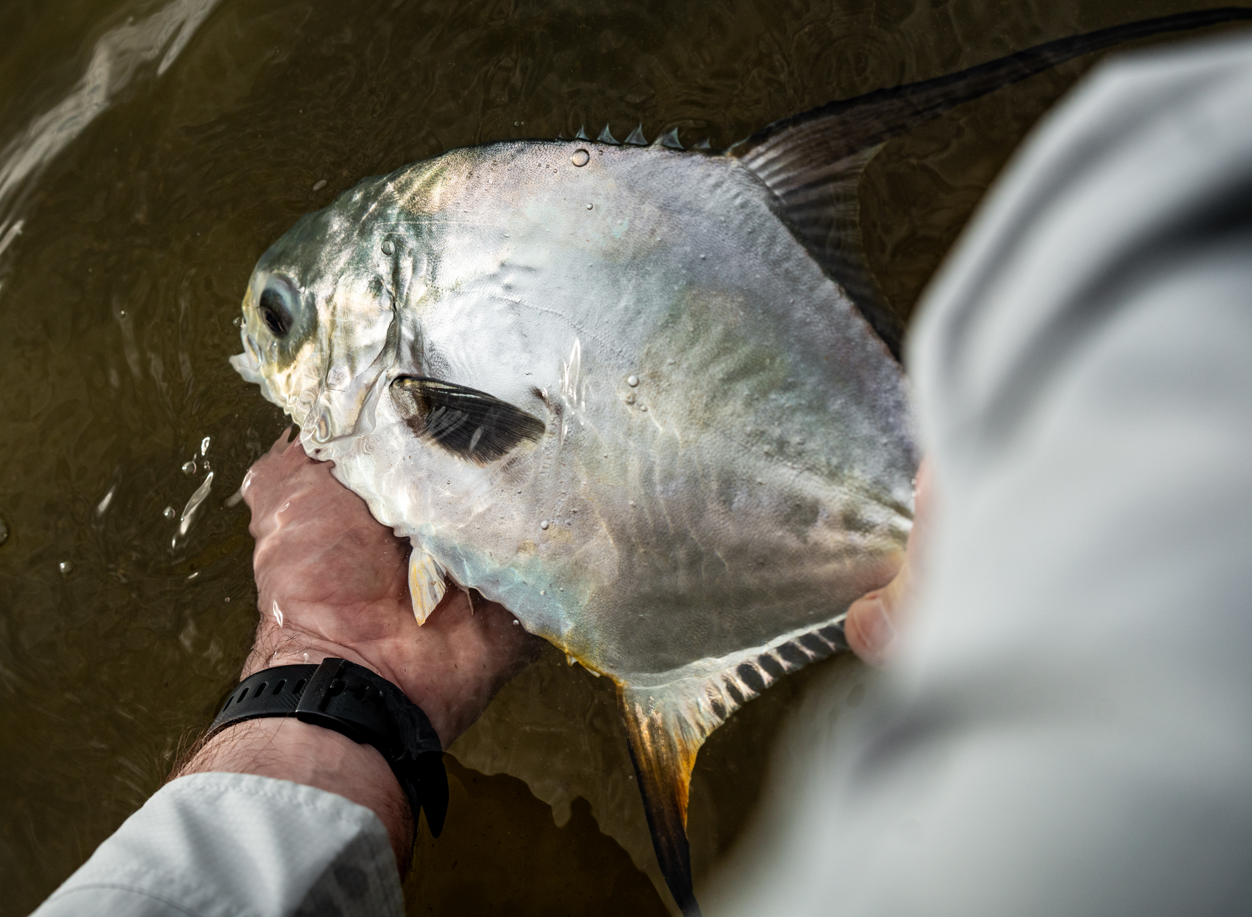 Permit held for release on Espiritu Santo Bay flats, Playa Blanca Lodge Mexico | Matt DeLorme