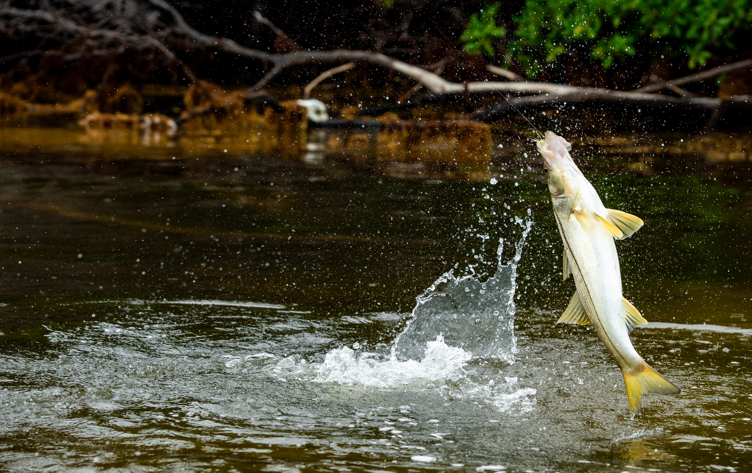 Snook caught on fly in old-growth mangroves, Playa Blanca Lodge Espiritu Santo Bay Mexico | Matt DeLorme