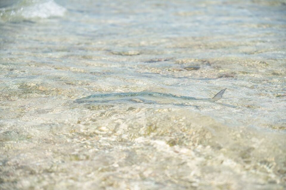 Bonefish Shallow Water Cruise — Sian Kaan Lodge, Ascension Bay Mexico