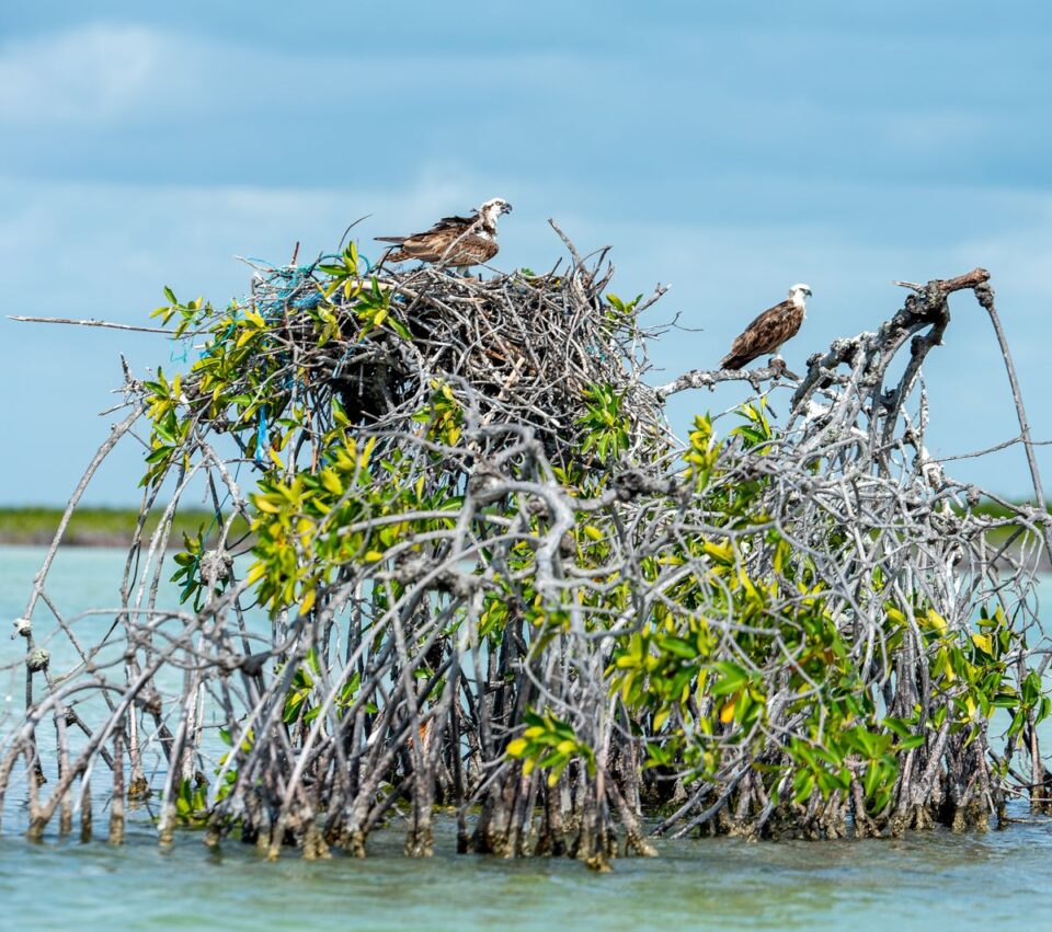 Osprey Mangrove Nest — Sian Kaan Lodge, Ascension Bay Mexico