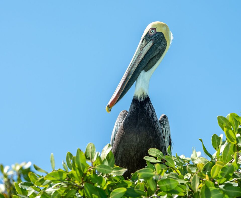 Pelican Mangrove Perch — Sian Kaan Lodge, Ascension Bay Mexico