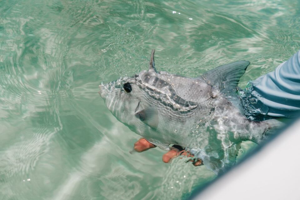 Permit Release Green Flats — Sian Kaan Lodge, Ascension Bay Mexico