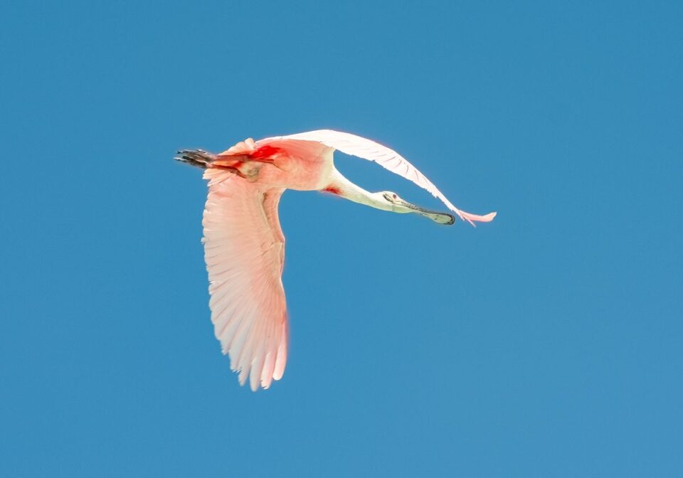 Roseate Spoonbill In Flight — Sian Kaan Lodge, Ascension Bay Mexico