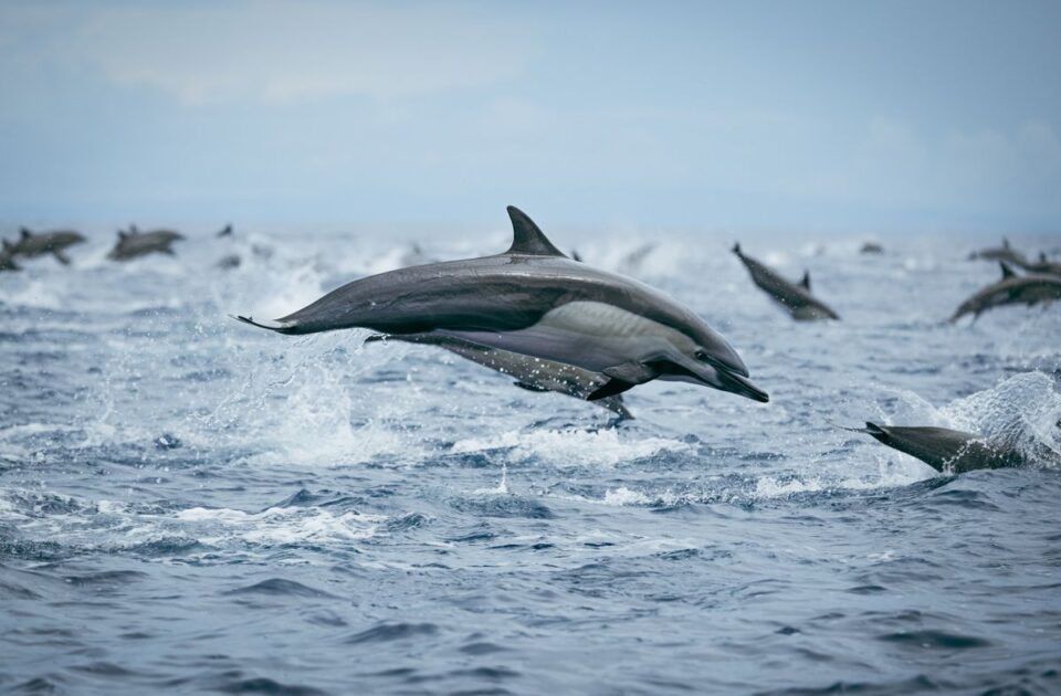 Dolphin Pod — Sian Kaan Lodge, Ascension Bay Mexico